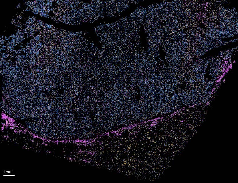 Mouse Liver Ultra.jpg Mouse Liver Ultra.jpg